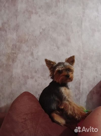 Йоркширский терьер