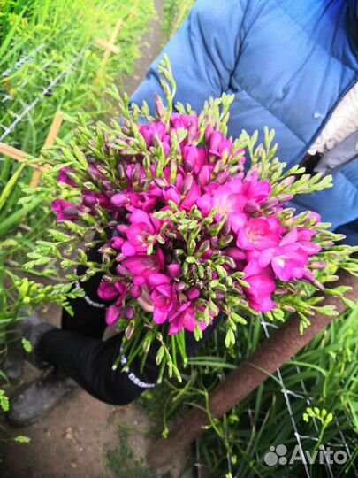 Цветы фрезия