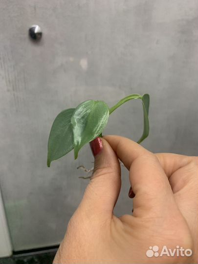 Филодендрон сильвер квин