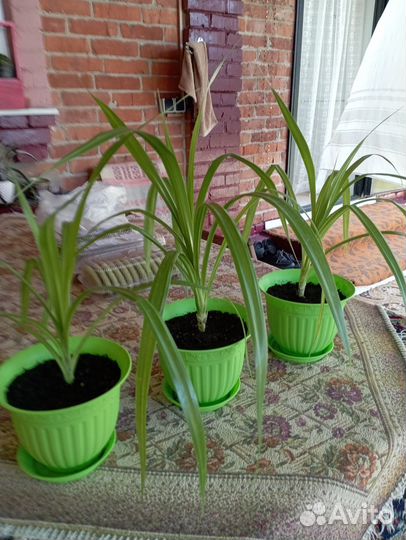 Пальма панданус