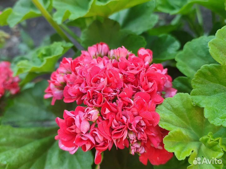 Пеларгония