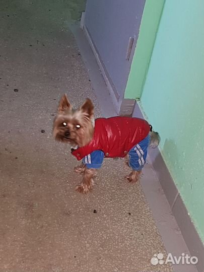 Передержка и выгул собак(зооняня),зоотакси