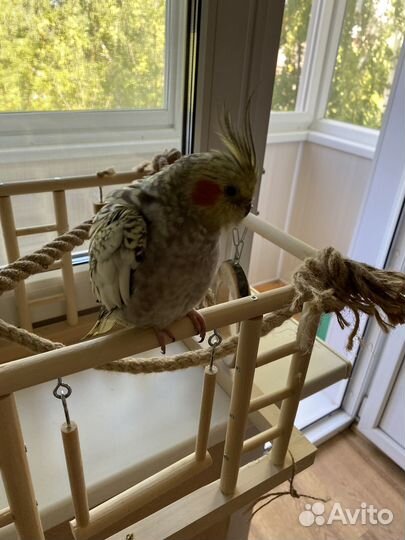 Стенд для попугаев игровой.Бренд: ParrotsLab