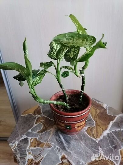 Дифенбахия сублим