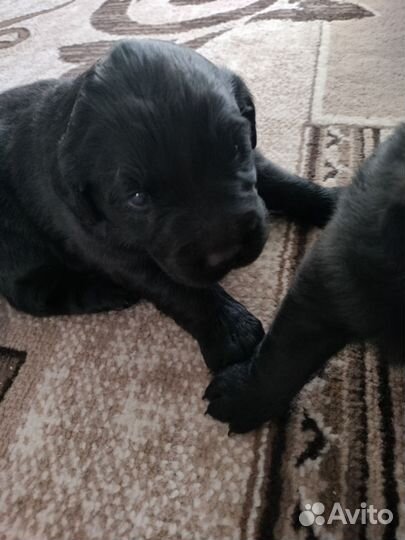 Лабрадор ретривер