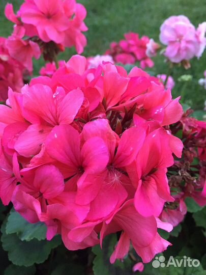 Пеларгония герань. Выкопаю при покупке из грунта
