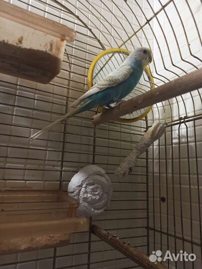 Волнистый попугай с клеткой
