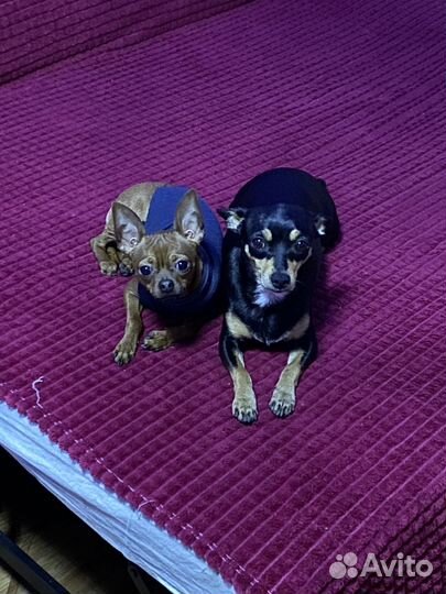 Домашние животные собаки щенки