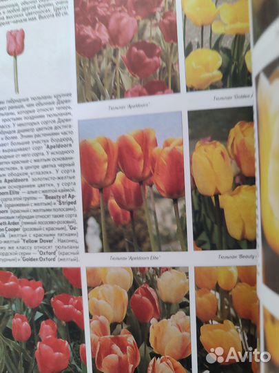 Книга о выращивании луковичных Хессайона