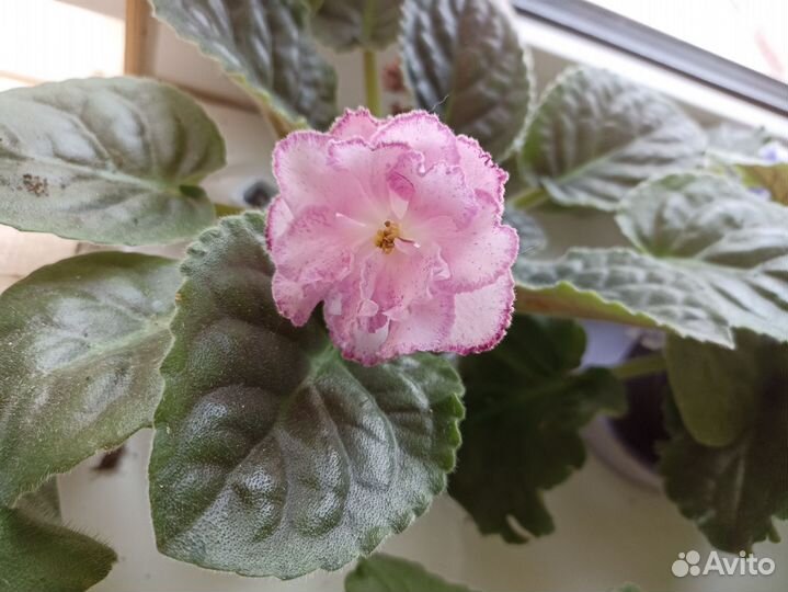 Сортовые фиалки цветущие