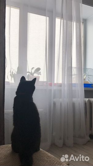 Серая кошка