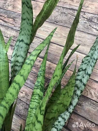 Сансевиерия/тещин язык