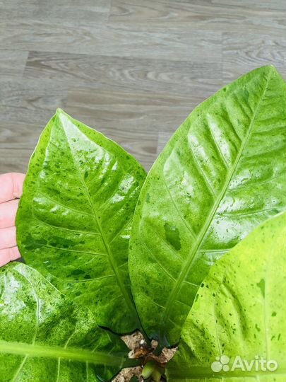 Антуриум вариегатный