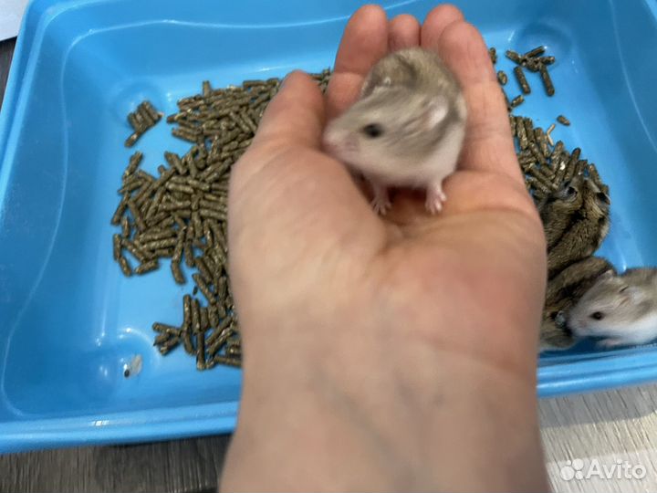 Джунгарский хомяк