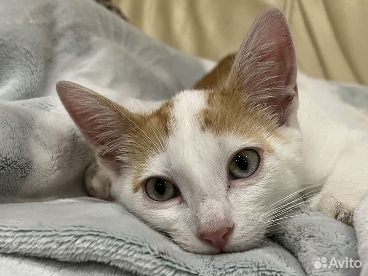 Котенок мальчик бесплатно