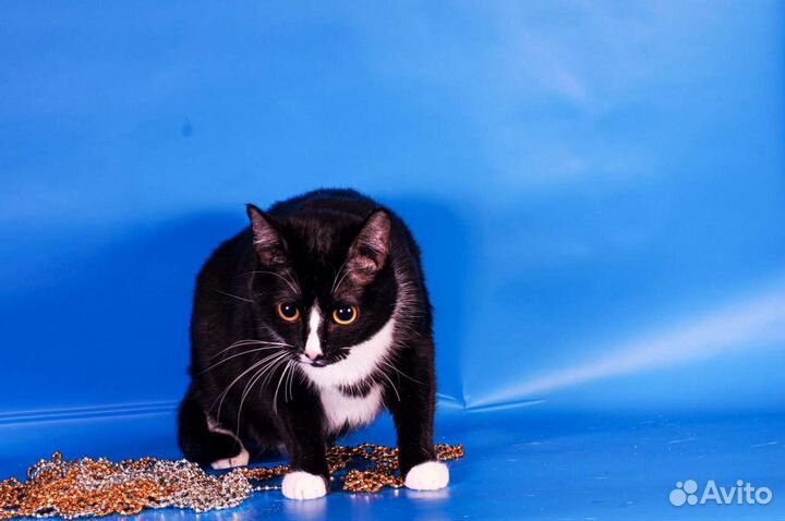 Кошка Кроха (1 год)