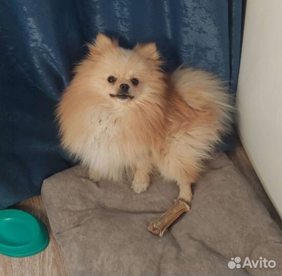 Шпиц щенок