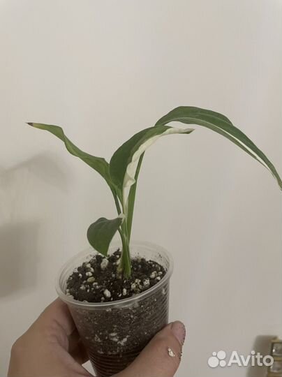 Спатифиллум пикассо