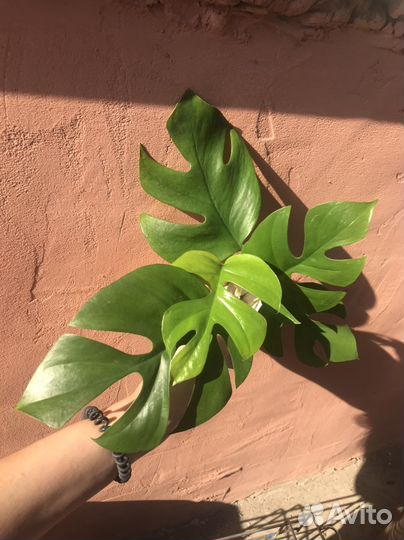 Рафидофора (монстера минима), Монстера Альба