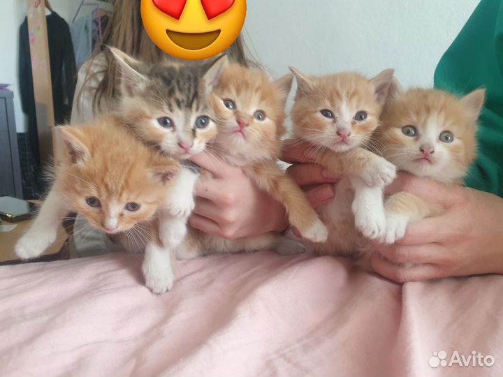 Пушистики котятки