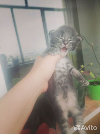 Кошки мейн-кун
