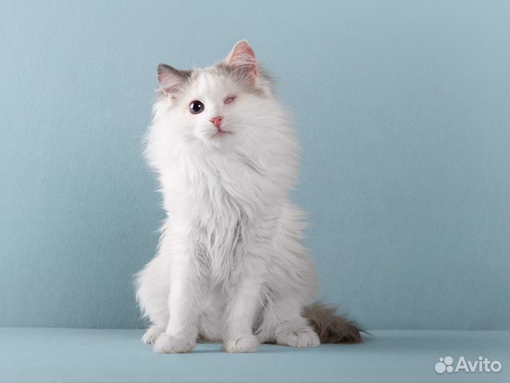 Нежная одноглазая кошечка Тухти