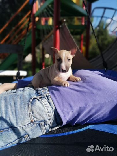 Щенки миниатюрного бультерьера