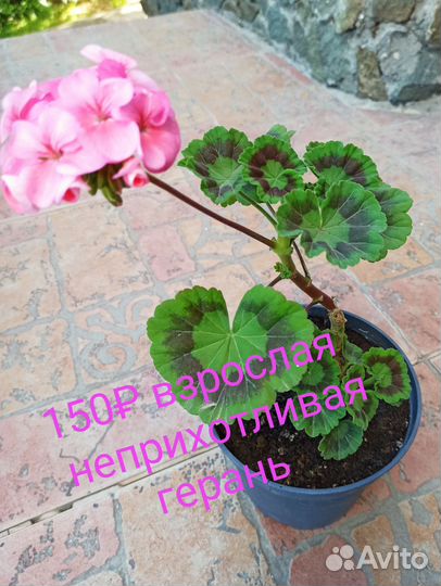 Цветы растения