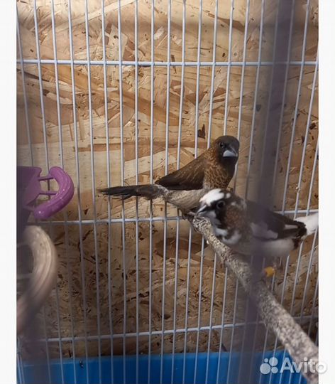 Японские амадины