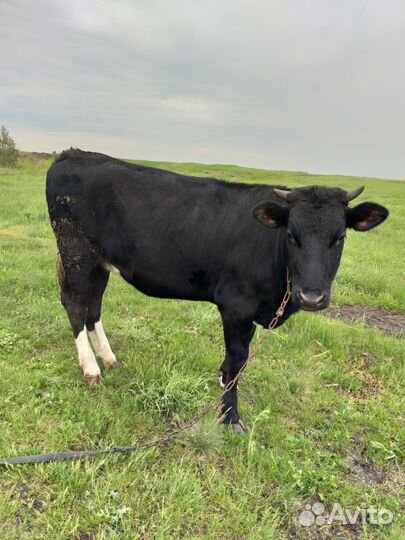 Продаётся тёлка