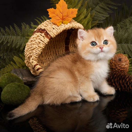 Котята британские золотые