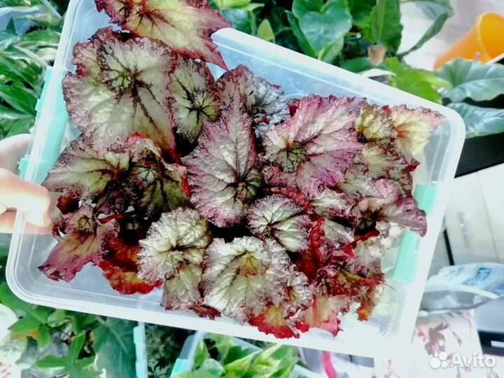 Бегония сатин шел