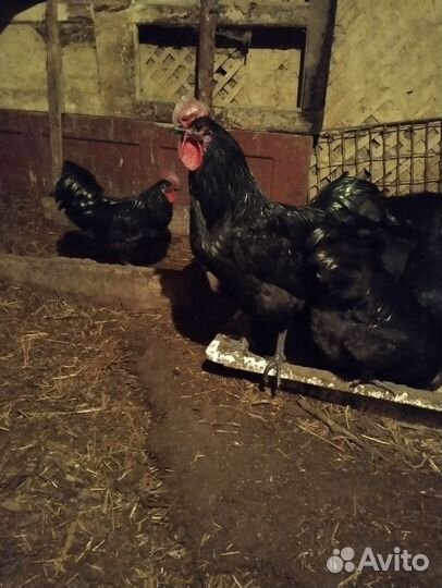 Продам или обменяю петухов Ухейилюй