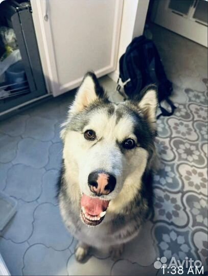 Добрый хаски пёс в дар