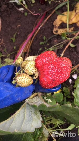 Усы виктории