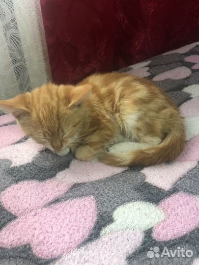 Двух месячные котята