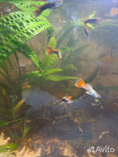 Аквариумные рыбки гуппи