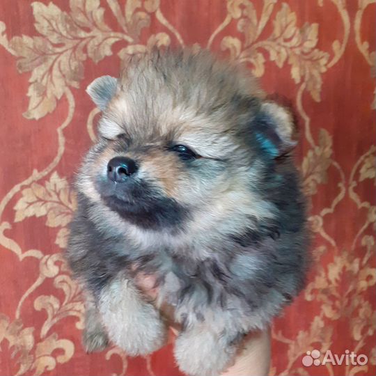 Щенки шпица