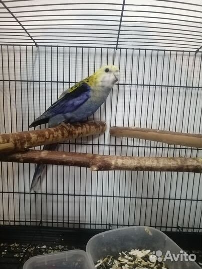 Попугай розелла, синегальскии и другии