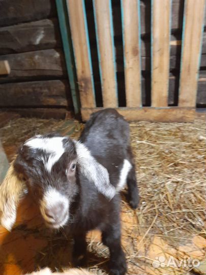 Коза дойная альпийская