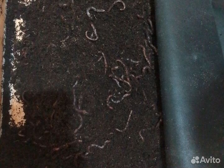 Черви для рыбалки дендробэна