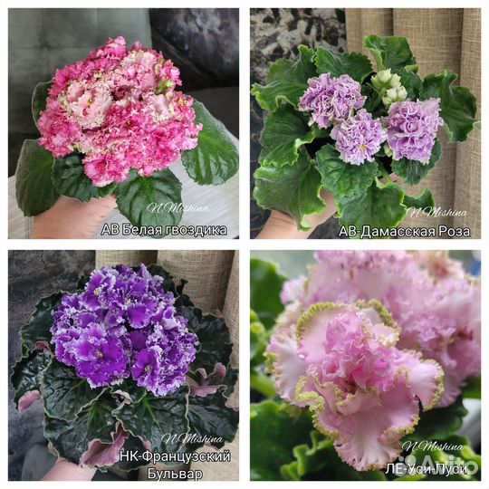 Фиалки сортовые