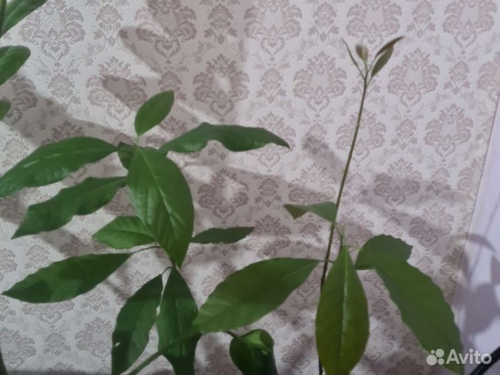 Авокадо дерево