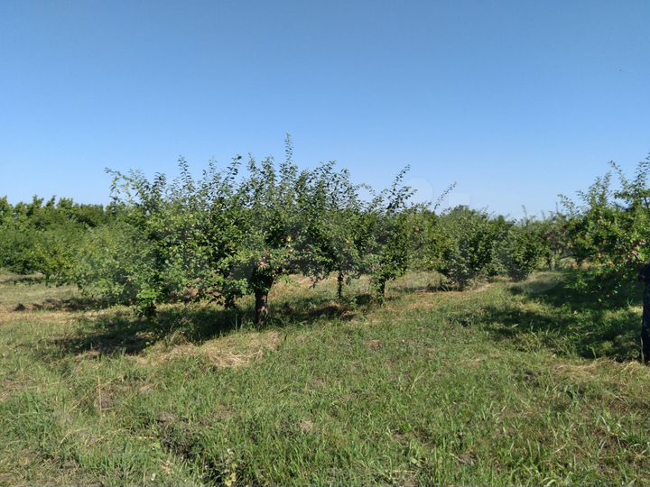 Участок 100 сот. (СНТ, ДНП)