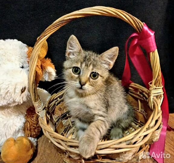 Кошечка в добрые руки