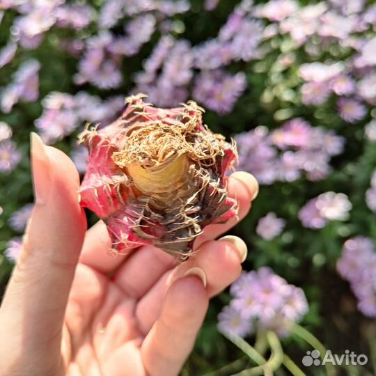 Вариегатные гимнокалициумы