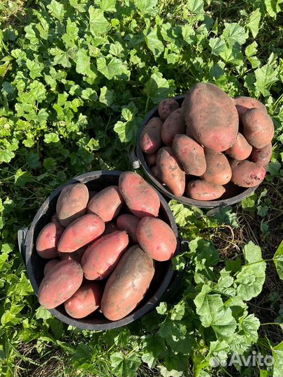 Картофель деревенский