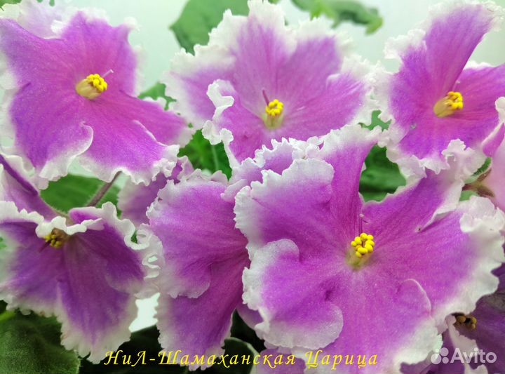 Фиалки сорт