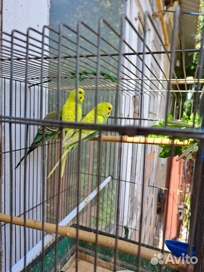 Волнистый попугай