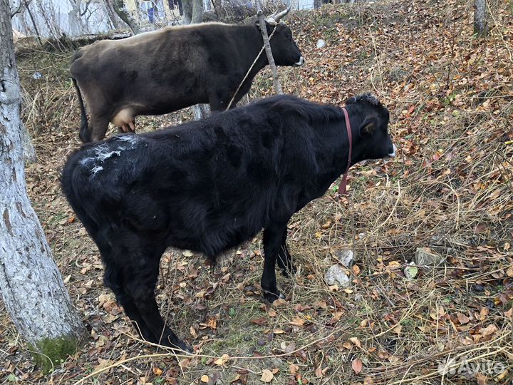 Корова 67 т )(бычек 32